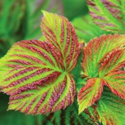 Bushel And Berry® Raspberry Shortcake® Bush 9 Bushel And Berry® Raspberry Shortcake® Bush -GreenNest Shop Raspberry Shortcake 4