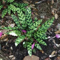 Rattlesnake Plant -GreenNest Shop Rattlesnake 3 BB