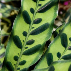 Rattlesnake Plant -GreenNest Shop Rattlesnake 7