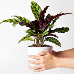 Rattlesnake Plant -GreenNest Shop Rattlesnake 9