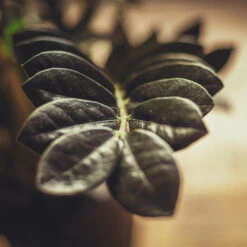 Raven ZZ Plant -GreenNest Shop Raven ZZ 3