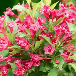 Red Prince Weigela Tree -GreenNest Shop Red Prince Wegeila 3 BB