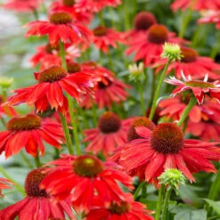 Sombrero® Salsa Red Coneflower -GreenNest Shop Red Salsa Coneflower 1 bb