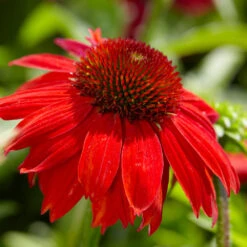 Sombrero® Salsa Red Coneflower -GreenNest Shop Red Salsa Coneflower 4