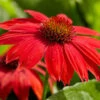Sombrero® Salsa Red Coneflower 2 Sombrero® Salsa Red Coneflower -GreenNest Shop Red Salsa Coneflower BB 600x600 804094ae c397 49d2 8b12 9426c4147677