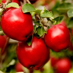 Red Delicious Apple Tree 9 Red Delicious Apple Tree -GreenNest Shop Red Delicious Apple 1