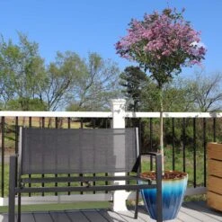 Red Pixie Lilac Tree -GreenNest Shop Red Pixie Lilac Tree 5