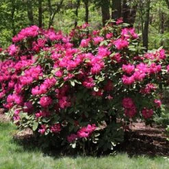 Red Rhododendron Shrub -GreenNest Shop Red Rhododendron 2 BB