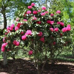 Red Rhododendron Shrub -GreenNest Shop Red Rhododendron 3