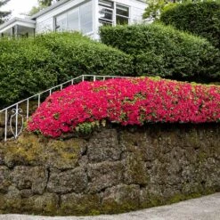 Red Ruffles Azalea Shrub -GreenNest Shop Red Ruffles Azalea 7