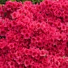 Red Ruffles Azalea Shrub -GreenNest Shop Red Ruffles Azalea BB 600x600 c4bc0c8f fc60 4463 91a6 bf956fb69079