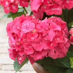 Red Sensation Hydrangea Shrub -GreenNest Shop Red Sensation Hydrangea 1 BB
