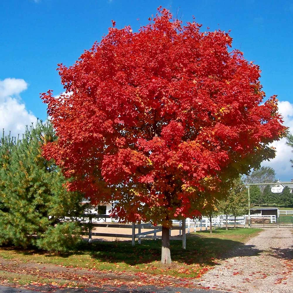 Red Sunset® Maple Tree 4 Red Sunset® Maple Tree - Image 2