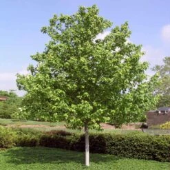 Red Sunset® Maple Tree 11 Red Sunset® Maple Tree -GreenNest Shop Red Sunset Maple 4 36f8173b 73a6 4dd2 bb87 d5fb2ca151d6