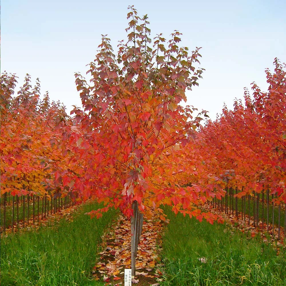 Red Sunset® Maple Tree 8 Red Sunset® Maple Tree - Image 6