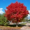 Red Sunset® Maple Tree 1 Red Sunset® Maple Tree -GreenNest Shop Red Sunset Maple BB 600x600 ba5e2746 514c 43d3 a235 bd68eed101c4