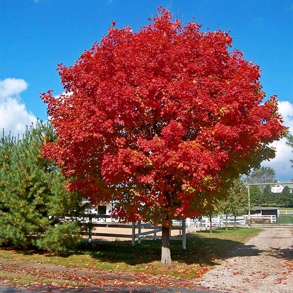 Red Sunset® Maple Tree 3 Red Sunset® Maple Tree