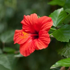 Red Tropical Hibiscus Tree -GreenNest Shop Red Tropical Hibiscus Tree 2 BB