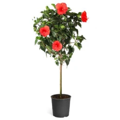 Red Tropical Hibiscus Tree -GreenNest Shop Red Tropical Hibiscus Tree 5