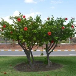 Red Tropical Hibiscus Tree -GreenNest Shop Red Tropical Hibiscus Tree 6 BB