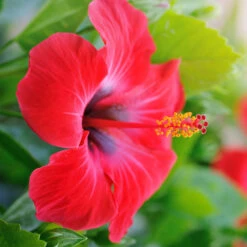 Red Tropical Hibiscus Tree -GreenNest Shop Red Tropical Hibiscus Tree 7 BB