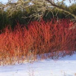 Cold-Hardy Winter Interest Kit -GreenNest Shop Red Twig Dogwood 2 BB 78d78088 b95a 4784 931c 7a1b9da5fa66