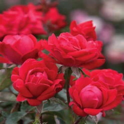Double Knock Out® Rose 10 Double Knock Out® Rose -GreenNest Shop Red knockout rose 10 BB