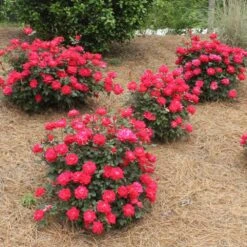 Double Knock Out® Rose 11 Double Knock Out® Rose -GreenNest Shop Red knockout rose 4