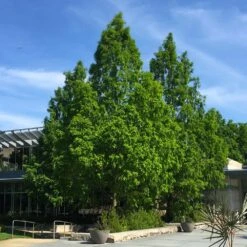 Dawn Redwood Tree -GreenNest Shop Redwood 2 BB