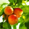 Reliance Peach Tree -GreenNest Shop Reliance Peach Tree BB 600x600 b060507c f93f 48af 849c cfe54de0a1e8