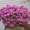 PJM Rhododendron Shrub -GreenNest Shop Reop PJM Rhododendron 220