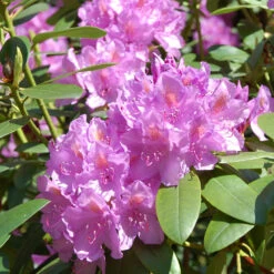 Lavender Rhododendron Shrub -GreenNest Shop Rhododendron Lavender 2 BB