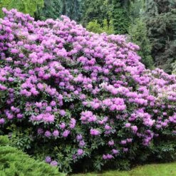Lavender Rhododendron Shrub -GreenNest Shop Rhododendron Lavender 3 BB