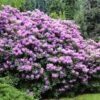Lavender Rhododendron Shrub -GreenNest Shop Rhododendron Lavender BB 600x600 298a5b9c 5eb7 4eb5 9289 620bf33e6588