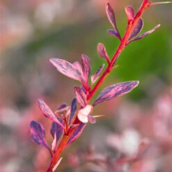 Rose Glow Barberry Shrub 9 Rose Glow Barberry Shrub -GreenNest Shop Rose GLow Barberry 1 BB