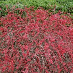 Rose Glow Barberry Shrub 10 Rose Glow Barberry Shrub -GreenNest Shop Rose GLow Barberry 2