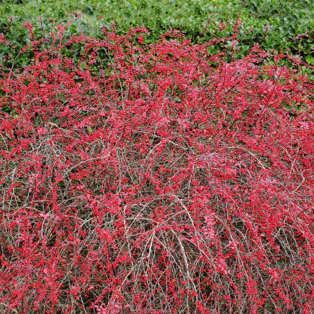 Rose Glow Barberry Shrub 6 Rose Glow Barberry Shrub - Image 4