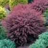 Rose Glow Barberry Shrub -GreenNest Shop Rose GLow Barberry BB 600x600 7f5cad75 90f2 4608 a21b 6b6b86603b85