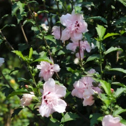 Pink Rose Of Sharon Althea Tree 7 Pink Rose Of Sharon Althea Tree -GreenNest Shop Rose of Sharon Althea 3 FGT 8d252538 5241 48ed 90fd 01dd8b9e9cc6