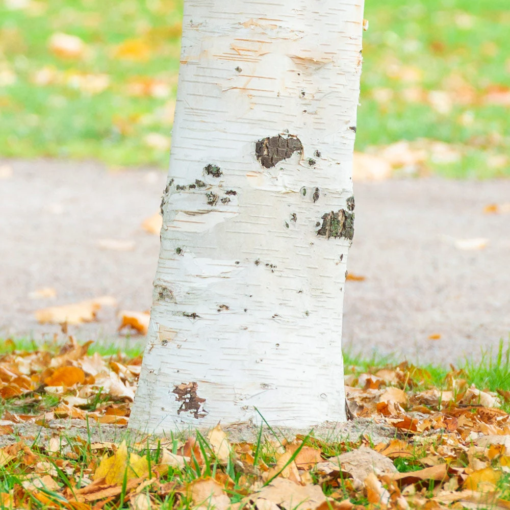 Royal Frost Birch 5 Royal Frost Birch - Image 3