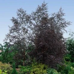 Royal Frost Birch 9 Royal Frost Birch -GreenNest Shop Royal Frost Birch 4 FGT