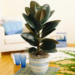Air-Purifying House Plant Kit -GreenNest Shop Rubber Tree BB d9575f22 7552 4fb0 ae64 51f6f40cb26f
