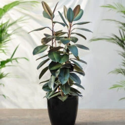 Sunset Hues House Plant Kit -GreenNest Shop Rubber Tree FGT