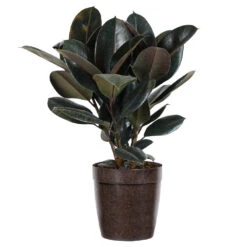 Rubber Tree Plant -GreenNest Shop Rubber Tree delilah brown