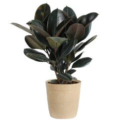Rubber Tree Plant -GreenNest Shop Rubber Tree delilah tan