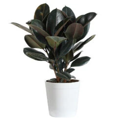 Rubber Tree Plant -GreenNest Shop Rubber Tree delilah white