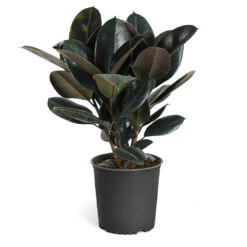 Rubber Tree Plant -GreenNest Shop Rubber Tree standard