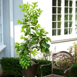 Ruby Red Grapefruit Tree -GreenNest Shop Ruby Red Grapefruit 8