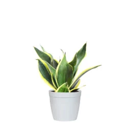 Snake Plant 31 Snake Plant -GreenNest Shop SNK BGD.6 delilah white