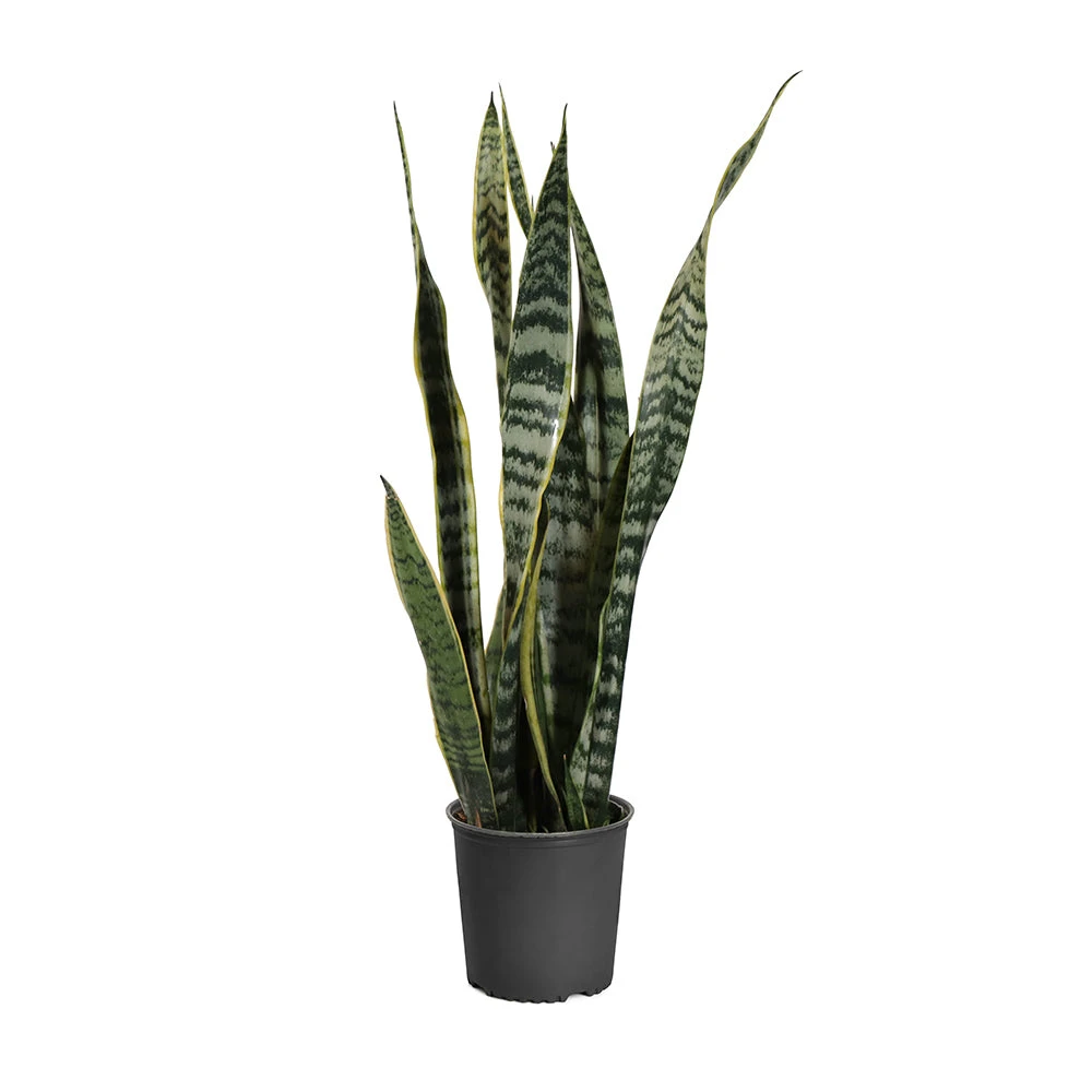 Snake Plant 19 Snake Plant - Image 17